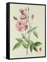 Rosa Indica Vulgaris-Pierre-Joseph Redouté-Framed Stretched Canvas