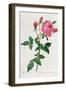 Rosa Indica-Pierre-Joseph Redouté-Framed Giclee Print