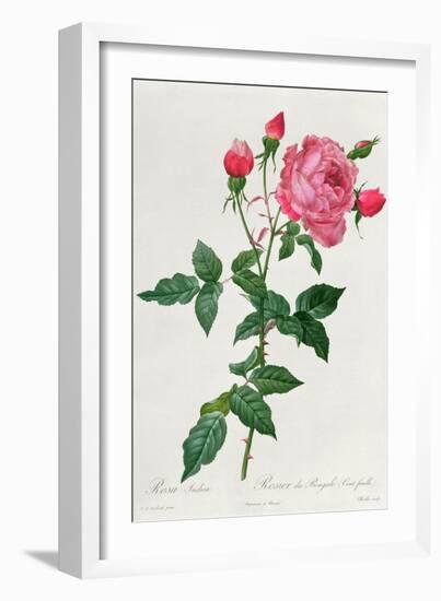 Rosa Indica-Pierre-Joseph Redouté-Framed Giclee Print