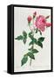 Rosa Indica-Pierre-Joseph Redouté-Framed Stretched Canvas
