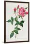 Rosa Indica-Pierre-Joseph Redouté-Framed Giclee Print