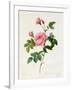 Rosa Inermis-Pierre Joseph Redout?-Framed Giclee Print