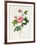 Rosa Inermis-Pierre Joseph Redout?-Framed Giclee Print