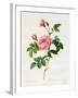 Rosa Inermis-Pierre Joseph Redout?-Framed Giclee Print