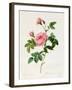 Rosa Inermis-Pierre Joseph Redout?-Framed Giclee Print