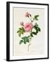 Rosa Inermis-Pierre Joseph Redout?-Framed Giclee Print