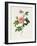 Rosa Inermis-Pierre Joseph Redout?-Framed Premium Giclee Print