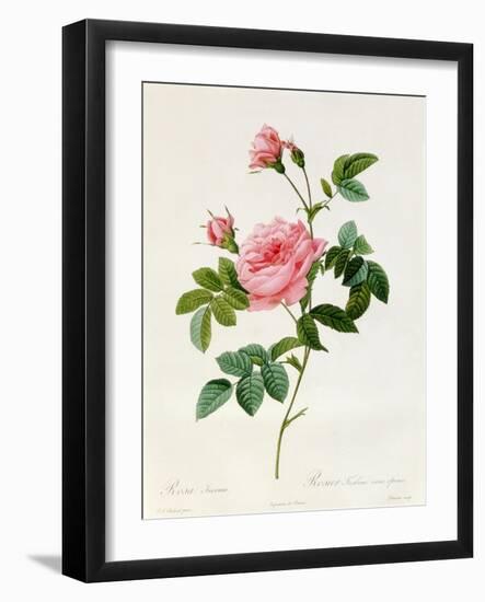 Rosa Inermis-Pierre Joseph Redout?-Framed Premium Giclee Print