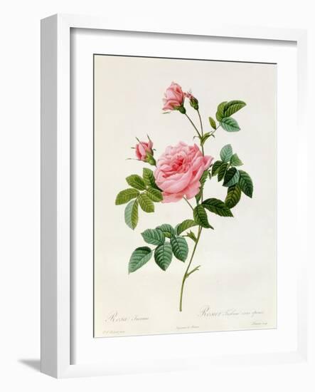 Rosa Inermis-Pierre Joseph Redout?-Framed Premium Giclee Print