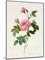 Rosa Inermis-Pierre Joseph Redout?-Mounted Premium Giclee Print