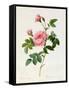 Rosa Inermis-Pierre Joseph Redout?-Framed Stretched Canvas