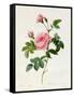Rosa Inermis-Pierre Joseph Redout?-Framed Stretched Canvas