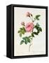 Rosa Inermis-Pierre Joseph Redout?-Framed Stretched Canvas