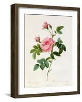 Rosa Inermis-Pierre Joseph Redout?-Framed Giclee Print