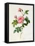 Rosa Inermis-Pierre Joseph Redout?-Framed Stretched Canvas