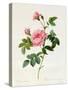 Rosa Inermis-Pierre Joseph Redout?-Stretched Canvas