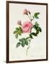 Rosa Inermis-Pierre Joseph Redout?-Framed Giclee Print