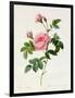 Rosa Inermis-Pierre Joseph Redout?-Framed Giclee Print