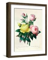 Rosa Lutea and Rosa Indica, from "Les Choix Des Plus Belles Fleurs," 1827-Pierre-Joseph Redouté-Framed Giclee Print