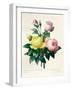 Rosa Lutea and Rosa Indica, from "Les Choix Des Plus Belles Fleurs," 1827-Pierre-Joseph Redouté-Framed Giclee Print