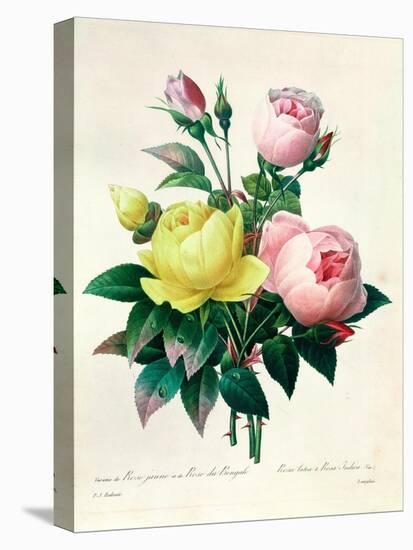 Rosa Lutea and Rosa Indica, from "Les Choix Des Plus Belles Fleurs," 1827-Pierre-Joseph Redouté-Stretched Canvas