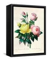 Rosa Lutea and Rosa Indica, from "Les Choix Des Plus Belles Fleurs," 1827-Pierre-Joseph Redouté-Framed Stretched Canvas