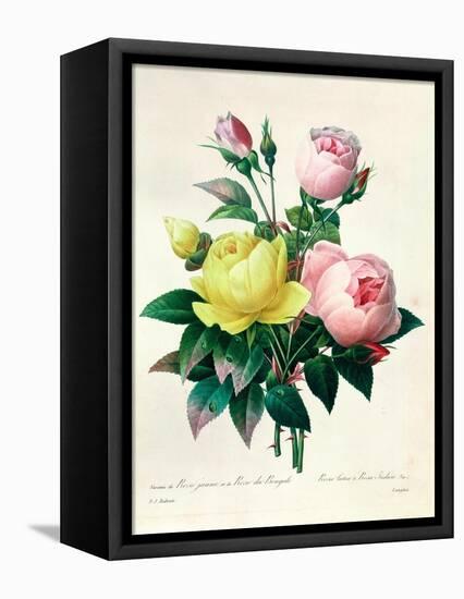 Rosa Lutea and Rosa Indica, from "Les Choix Des Plus Belles Fleurs," 1827-Pierre-Joseph Redouté-Framed Stretched Canvas