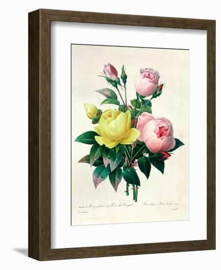 Rosa Lutea and Rosa Indica, from "Les Choix Des Plus Belles Fleurs," 1827-Pierre-Joseph Redouté-Framed Giclee Print