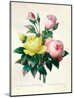 Rosa Lutea and Rosa Indica, from "Les Choix Des Plus Belles Fleurs," 1827-Pierre-Joseph Redouté-Mounted Giclee Print