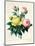 Rosa Lutea and Rosa Indica, from "Les Choix Des Plus Belles Fleurs," 1827-Pierre-Joseph Redouté-Mounted Giclee Print