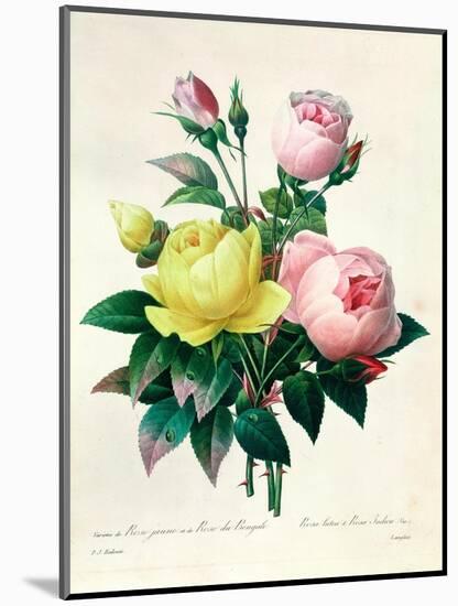 Rosa Lutea and Rosa Indica, from "Les Choix Des Plus Belles Fleurs," 1827-Pierre-Joseph Redouté-Mounted Giclee Print