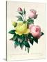 Rosa Lutea and Rosa Indica, from "Les Choix Des Plus Belles Fleurs," 1827-Pierre-Joseph Redouté-Stretched Canvas