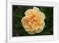 Gramercy White