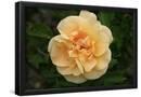 Essential Black