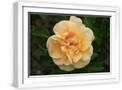 White Frame