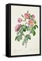 Rosa Mollissima, from Les Roses by Claude Antoine Thory-Pierre-Joseph Redouté-Framed Stretched Canvas