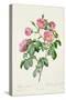 Rosa Mollissima, from Les Roses by Claude Antoine Thory-Pierre-Joseph Redouté-Stretched Canvas