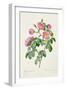 Rosa Mollissima, from Les Roses by Claude Antoine Thory-Pierre-Joseph Redouté-Framed Giclee Print