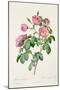 Rosa Mollissima, from Les Roses by Claude Antoine Thory-Pierre-Joseph Redouté-Mounted Giclee Print