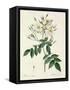 Rosa Moschata or Musk Rose-Pierre-Joseph Redouté-Framed Stretched Canvas