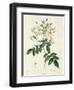 Rosa Moschata or Musk Rose-Pierre-Joseph Redouté-Framed Giclee Print