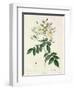 Rosa Moschata or Musk Rose-Pierre-Joseph Redouté-Framed Giclee Print