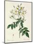 Rosa Moschata or Musk Rose-Pierre-Joseph Redouté-Mounted Giclee Print