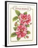 Rosa Mundi-Gwendolyn Babbitt-Framed Art Print