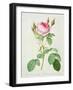 Rosa Muscosa Multiplex (Double Moss Rose), Engraved by Langlois, from 'Les Roses', 1817-24-Pierre-Joseph Redouté-Framed Giclee Print