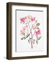 Rosa 'Mutabilis', 1996-Alison Cooper-Framed Giclee Print