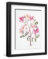 Rosa 'Mutabilis', 1996-Alison Cooper-Framed Giclee Print