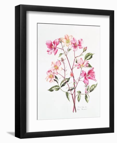 Rosa 'Mutabilis', 1996-Alison Cooper-Framed Giclee Print