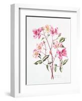 Rosa 'Mutabilis', 1996-Alison Cooper-Framed Giclee Print