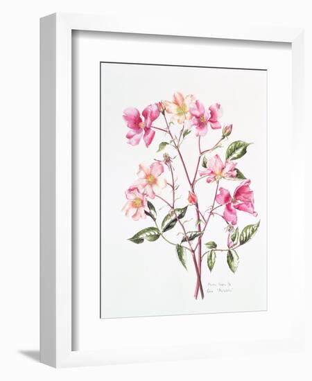 Rosa 'Mutabilis', 1996-Alison Cooper-Framed Giclee Print